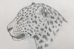 1° boceto Panthera Onca