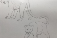 1° boceto Felidae