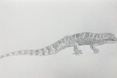 1° boceto Reptilia