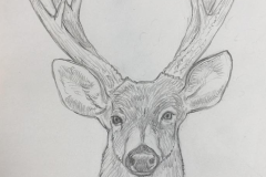 1° boceto Mammalia