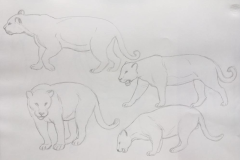 2°  boceto Felidae