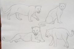 2°  boceto Felidae