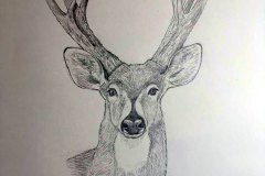 2°  boceto Mammalia
