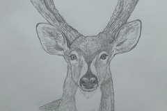 Boceto final Mammalia